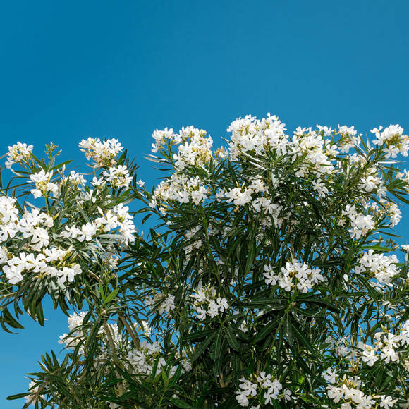 Omiros Hotel Santorini 6011